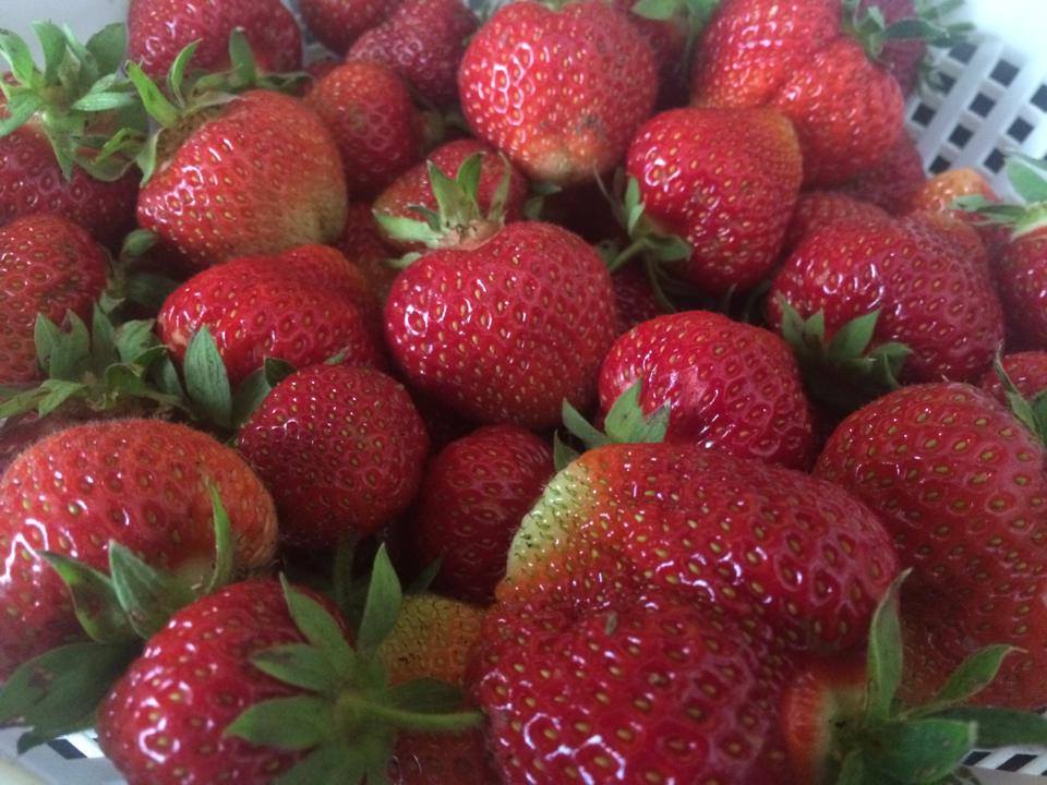 GBF strawberries